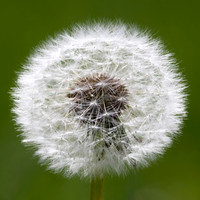 Flora-5