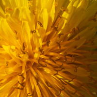 Flora-2