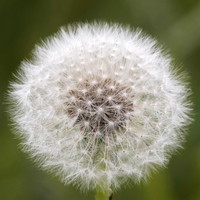 Flora-4