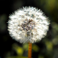 Flora-3