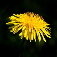 Flora-1