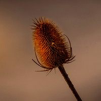 Flora-7
