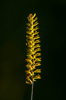 Flora-9