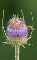 Flora-6