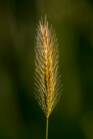 Flora-10