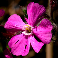 Flora-14