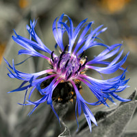 Flora-12