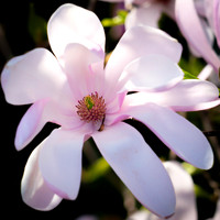 Flora-17