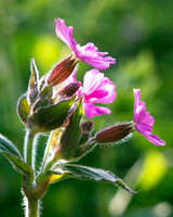 Flora-15