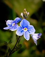 Flora-18
