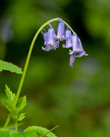 Flora-16