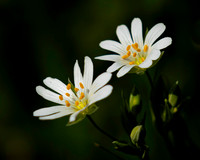 Flora-19