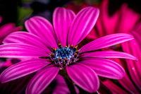 Flora-13