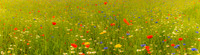 Flora-11