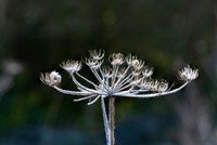 Flora-20