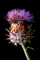 Plants, Flowers, Trees and Fungi