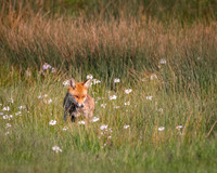 Fox in the flowers