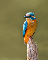 Kingfisher looking ahead