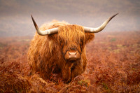 Dartmoor-Long-Horn-Cow-1
