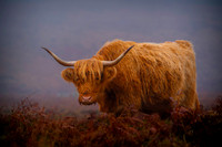 Dartmoor-Long-Horn-Cow-2