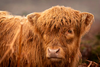 Dartmoor-Long-Horn-Cow-Calf-1