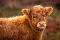Dartmoor-Long-Horn-Cow-Calf-2