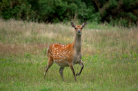 Fallow-Deer