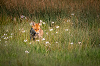 Fox-amongst-flowers