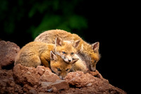 Animals & Insects