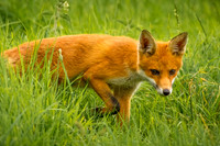 Fox-stalking