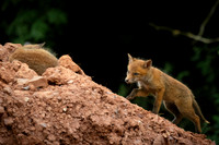 Fox-walking