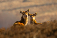 Red-Deer-Hind-and-fawn-Exmoor
