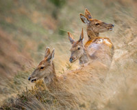Red-Deer-Hinds-Exmoor