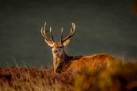 Red-Deer-Stag-Exmoor 1