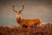 Red-Deer-Stag-Exmoor-2