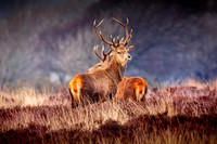Red-Deer-Stag-Exmoor-3