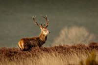 Red-Deer-Stag-Exmoor-4