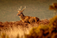 Red-Deer-Stag-Exmoor-5