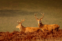 Red-Deer-Stag-Exmoor-6