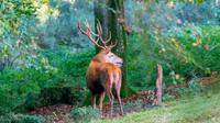 Red-Deer-Stag-in woods-2