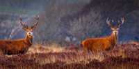 Red-Deer-Stags-Exmoor-7
