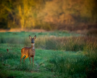 Roe-Deer-Sunrise