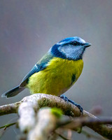 Bluetit in the rain