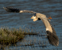 Heron soaring closer