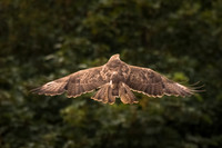Buzzard flying away