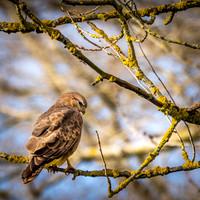 Buzzard looking over shoulder
