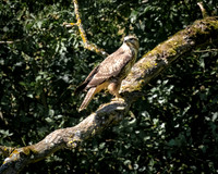 Buzzard keeping watch
