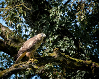 Buzzard on patrol