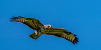 Buzzard soaring