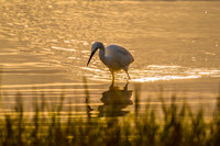 Great whilte egret fishing in the sunrise